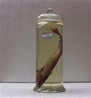 藏品(高鼻魚)的圖片